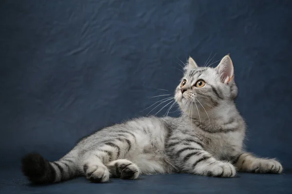 Портрет шотландской прямой кошки на темно-синем фоне — стоковое фото