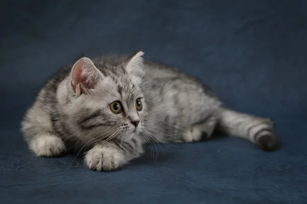 Porträt der schottischen geraden Katze auf dunkelblauem Hintergrund — Stockfoto