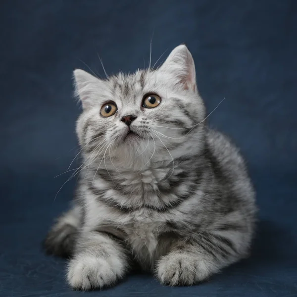 Retrato de gato hetero escocés sobre fondo azul oscuro — Foto de Stock