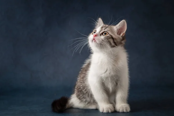 Porträt der schottischen geraden Katze auf dunkelblauem Hintergrund lizenzfreie Stockbilder