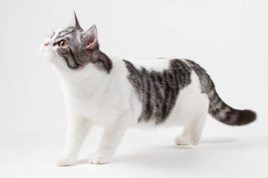 İskoç fold kedi yatakta yatıyordu portresi.