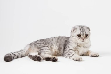 İskoç fold kedi ışık gri arka plan üzerinde yalan portresi