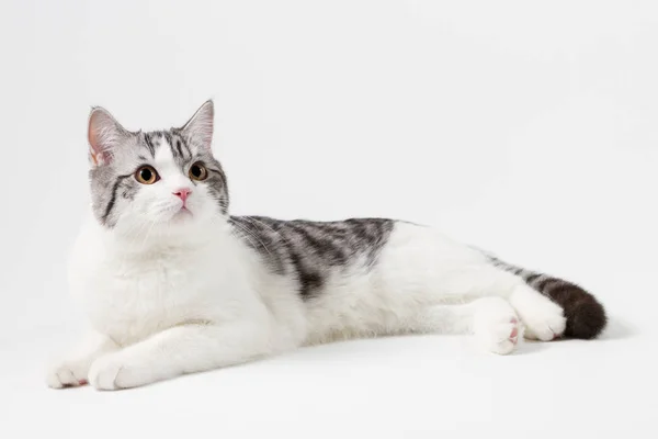 Porträt der schottischen geraden Katze auf weißem Hintergrund — Stockfoto