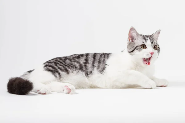 Portrét skotský rovný kočka ležící na bílém pozadí — Stock fotografie