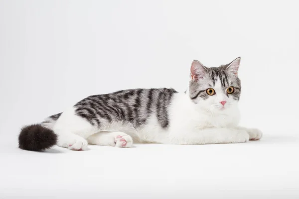 Portret van Schotse rechte kat liggend op witte achtergrond — Stockfoto