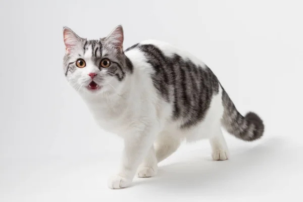 Gato hetero escocés sobre fondo blanco . — Foto de Stock