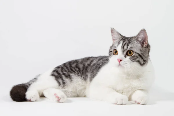 Retrato de gato hetero escocés acostado sobre fondo blanco — Foto de Stock