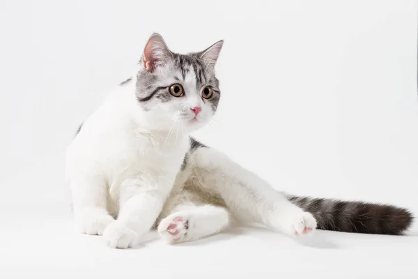Bonito escocês Straight gato bi-color, manchado, sentado no fundo branco . — Fotografia de Stock