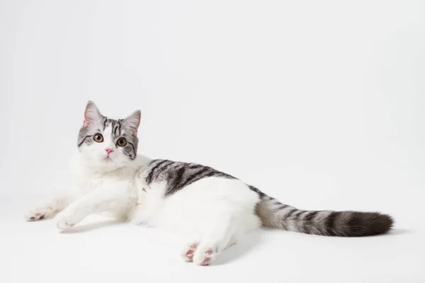 Портрет шотландський прямі кішка лежав на білому тлі — стокове фото