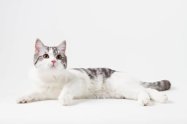 Portrait of Scottish Straight cat lying on white background — Stock Photo, Image