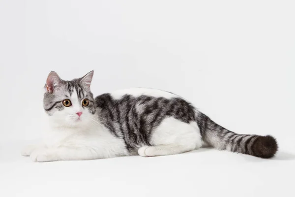 Retrato de gato hetero escocés acostado sobre fondo blanco — Foto de Stock