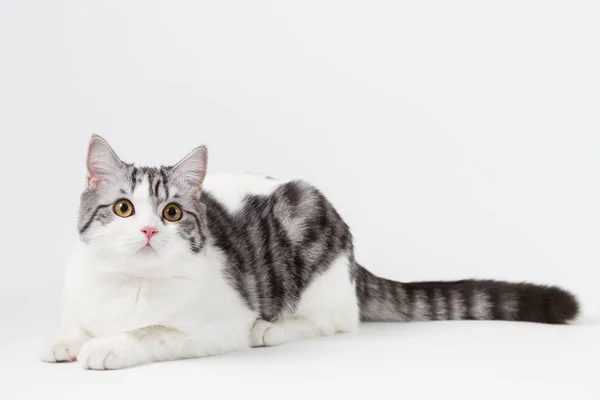 Retrato de gato hetero escocés acostado sobre fondo blanco — Foto de Stock