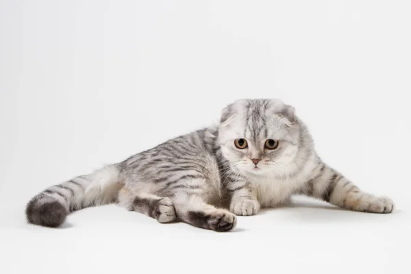 Ritratto di gatto piegato scozzese sdraiato su sfondo grigio chiaro — Foto Stock