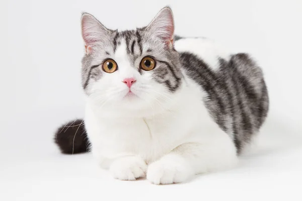 Portrait of Scottish Straight cat bi-color spotted lying on white background, 6 months old. — Stock Photo, Image