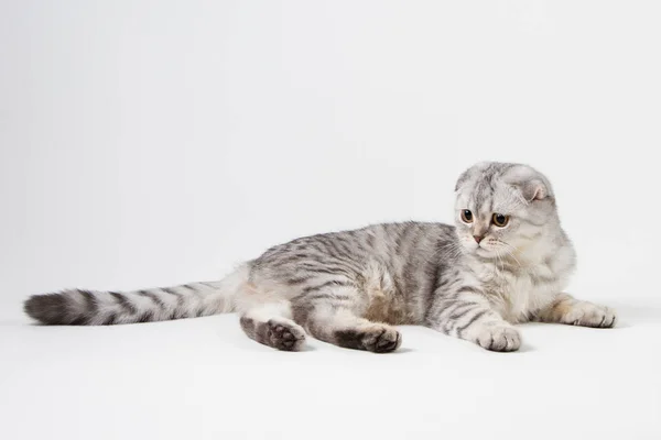 Portrait of scottish fold cat lying on light gray background — Stock Photo, Image