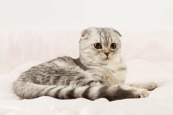 Retrato de gato escocês deitado na cama . — Fotografia de Stock