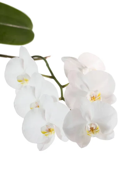 Orquídea branca isolada sobre fundo branco — Fotografia de Stock