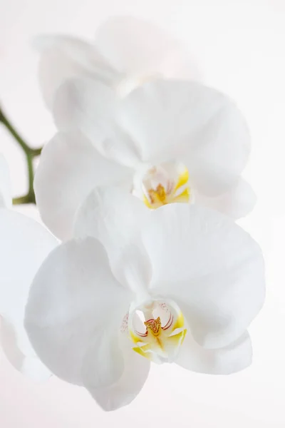 Orquídea branca isolada sobre fundo branco — Fotografia de Stock