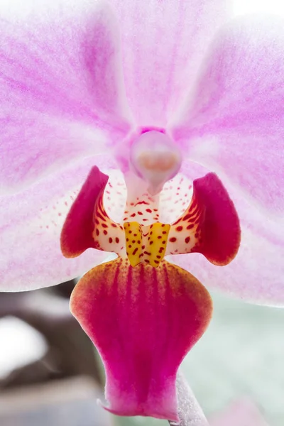 Close up de rosa flor de orquídea listrada — Fotografia de Stock
