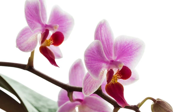 Rosa strimmiga orkidé blomma, isolerade med urklippsbana — Stockfoto