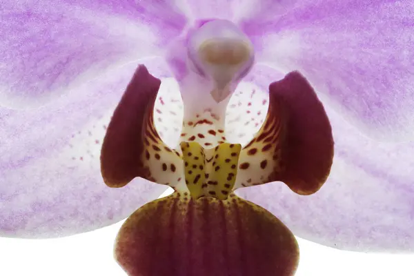 Close up de rosa flor de orquídea listrada — Fotografia de Stock