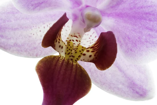Close up de rosa flor de orquídea listrada — Fotografia de Stock