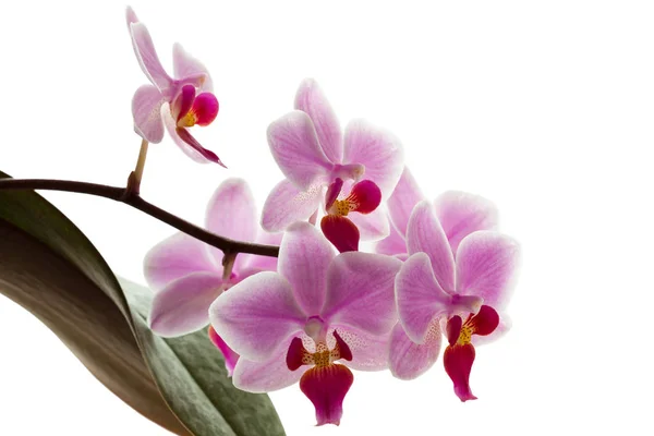 Flor de orquídea rosa isolada no fundo branco — Fotografia de Stock