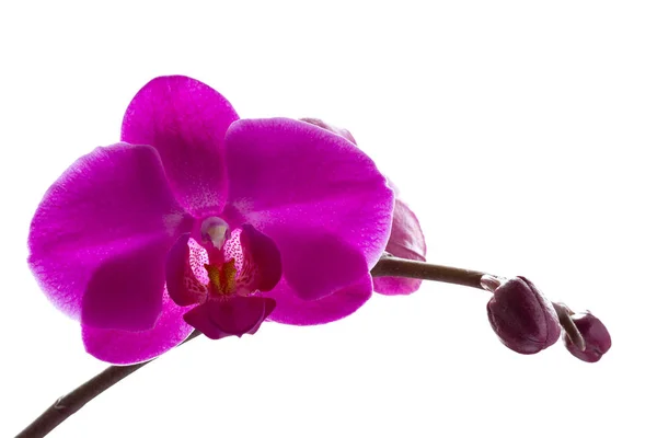 Flor de orquídea rosa isolada no fundo branco — Fotografia de Stock