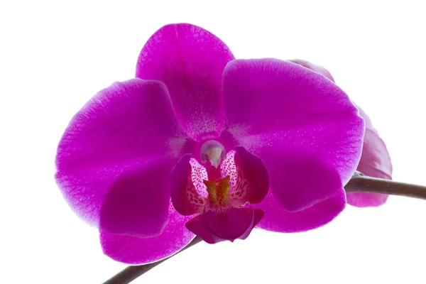 Flores de orquídeas rosa listradas — Fotografia de Stock