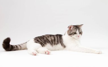 İskoç düz kedi BI-renk beyaz arka plan üzerinde yalan benekli. 