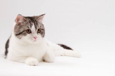 İskoç düz kedi BI-renk beyaz arka plan üzerinde yalan benekli. 