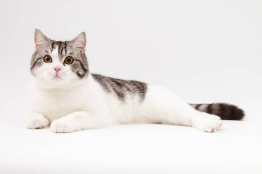 İskoç düz kedi BI-renk beyaz arka plan üzerinde yalan benekli. 