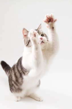 Beyaz arka plan üzerinde oynayan sevimli yavru kedi. 