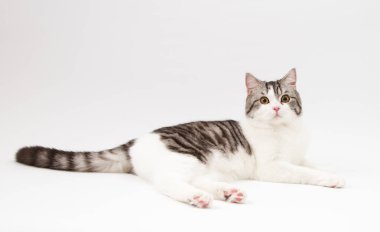 İskoç düz kedi BI-renk beyaz arka plan üzerinde yalan benekli. 
