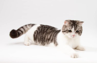 Beyaz arka plan üzerinde oynayan sevimli yavru kedi. 