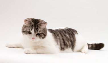 İskoç düz kedi BI-renk beyaz arka plan üzerinde yalan benekli. 