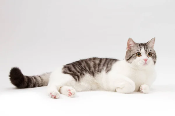 Scottish Straight cat bi-color spotted lying on white background. — Stock Photo, Image