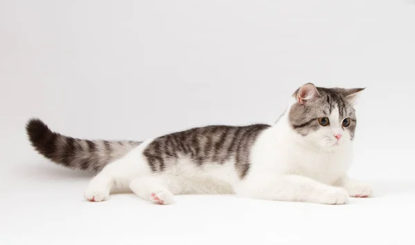 Шотландський прямі двоколірні кішка плямистий лежав на білому тлі. — стокове фото