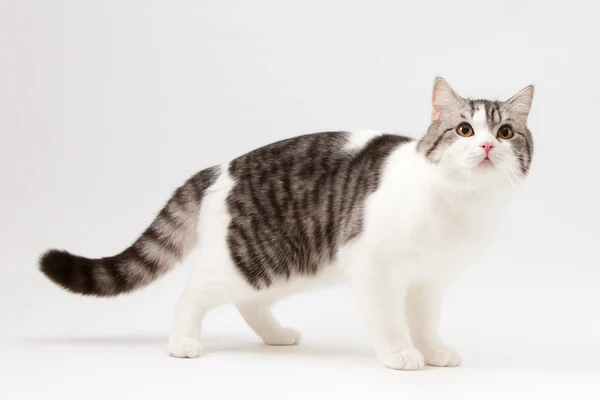 Schottische geradlinige Katze zweifarbig gefleckt, vier Beine vor weißem Hintergrund bleibend — Stockfoto