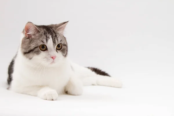 Scottish Straight cat bi-color spotted lying on white background. — Stock Photo, Image