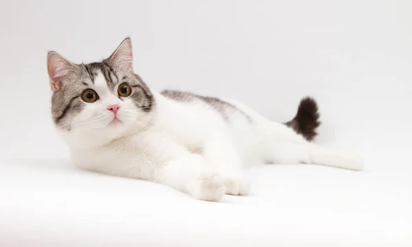 Scottish Straight cat bi-color spotted lying on white background. — Stock Photo, Image