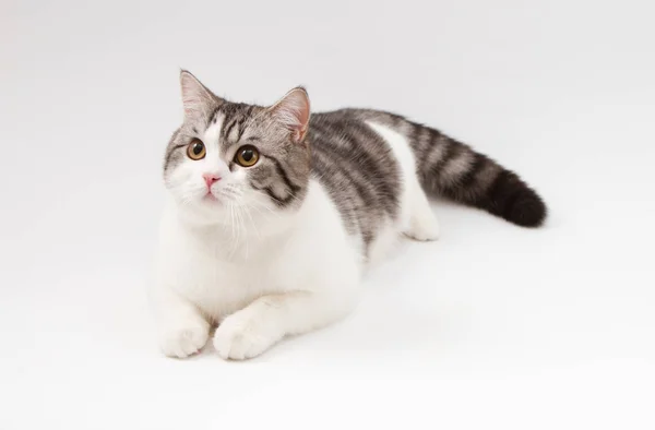 Scottish Straight cat bi-color spotted lying on white background. — Stock Photo, Image