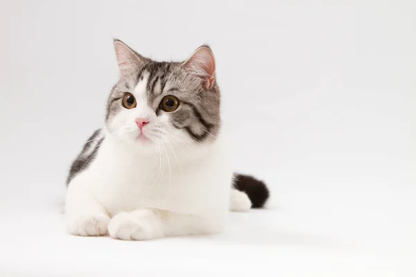 Skotský rovný cat bi-color spatřen, ležící na bílém pozadí. — Stock fotografie
