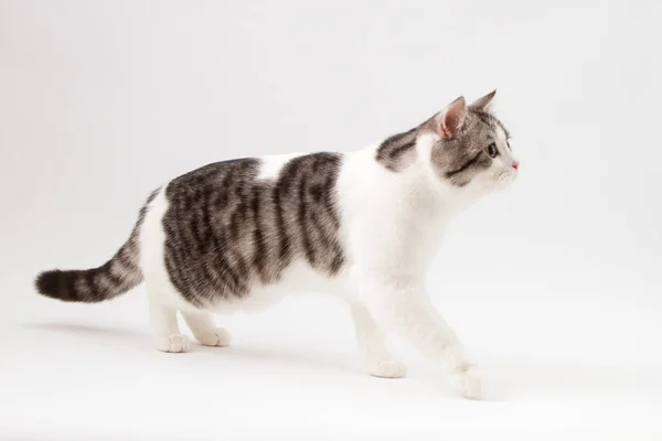 Scozzese Dritto gatto bi-colore macchiato rimanendo quattro gambe su uno sfondo bianco — Foto Stock