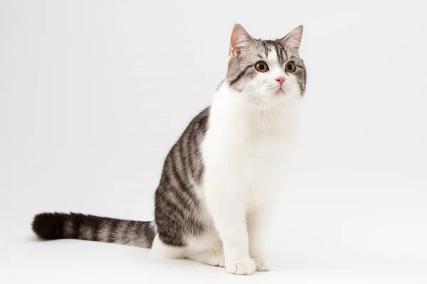 Portrait of Scottish Straight cat bi-color spotted, sitting on white background — Stock Photo, Image