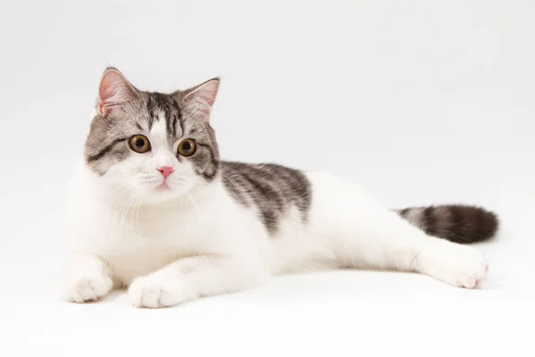 Шотландский прямой кот двухцветный пятнистый лежащий на белом фоне . — стоковое фото