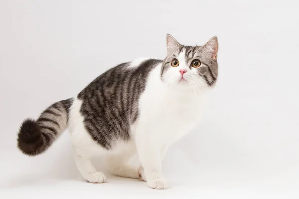 Шотландський прямі двоколірні кішка плямистий перебування чотирма ногами на білому тлі — стокове фото