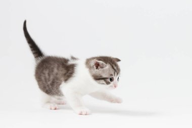 İskoç düz yavru kedi BI-renk portresi kalıyorum dört bacağı benekli.