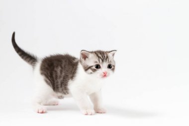 İskoç düz yavru kedi BI-renk portresi kalıyorum dört bacağı benekli.