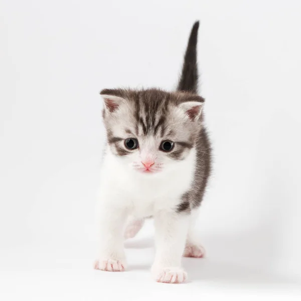 Portrait of Scottish Straight kitten bi-color spotted staying four legs. — Stock Photo, Image